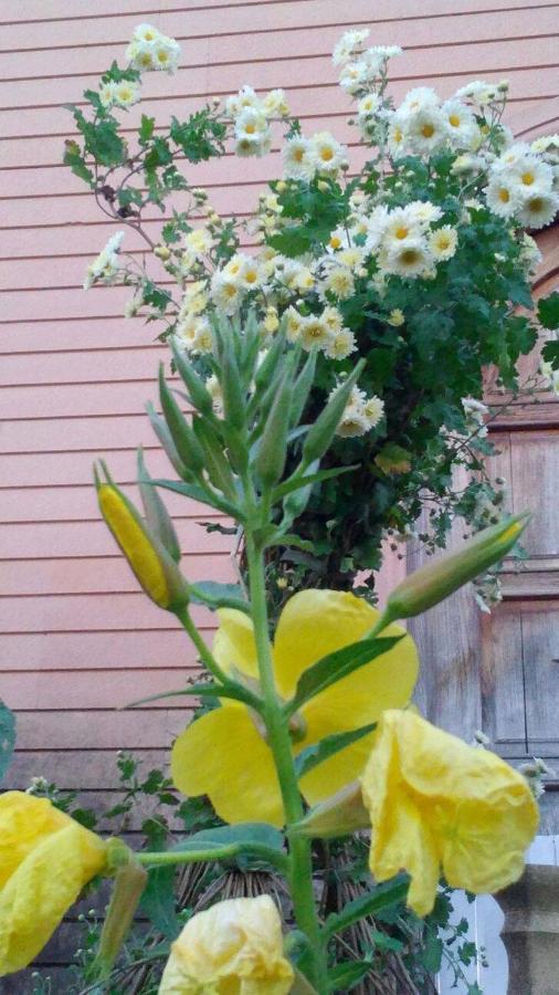 Сибиряк Tskaltubo Eksteriør bilde
